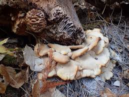 Attēlu rezultāti vaicājumam “Vouauxiomyces santessonii”