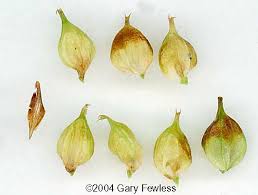 Attēlu rezultāti vaicājumam “Carex chordorrhiza fruit”