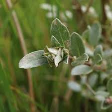 Attēlu rezultāti vaicājumam “Rabdophaga heterobia”