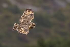 Attēlu rezultāti vaicājumam “Asio flammeus”