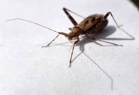 Attēlu rezultāti vaicājumam “Phytocoris tiliae”