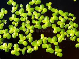 Attēlu rezultāti vaicājumam “Lemnaceae”