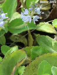 Image result for Veronica officinalis