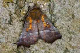 Attēlu rezultāti vaicājumam “Scoliopteryx libatrix”