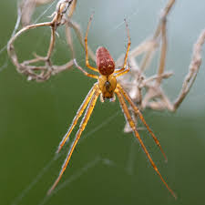 Attēlu rezultāti vaicājumam “Metellina segmentata”