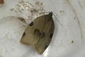 Attēlu rezultāti vaicājumam “Lozotaenia forsterana”