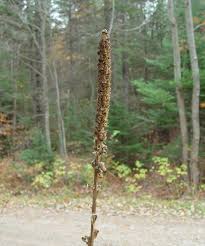 Attēlu rezultāti vaicājumam “Verbascum thapsus flower”