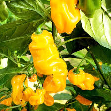 Afbeeldingsresultaat voor mme jeanette hot pepper