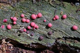 Attēlu rezultāti vaicājumam “Lycogala roseosporum macro”