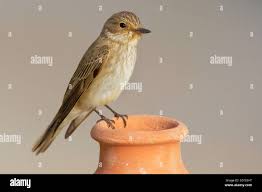 Attēlu rezultāti vaicājumam “Muscicapa striata adult”