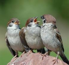 Attēlu rezultāti vaicājumam “Passer montanus adult”