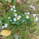 Image result for Euphrasia stricta