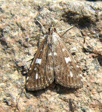 Attēlu rezultāti vaicājumam “Udea olivalis”