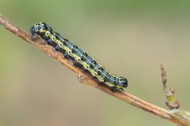 Attēlu rezultāti vaicājumam “Orthosia miniosa larva”