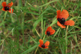 Attēlu rezultāti vaicājumam “Papaver argemone bud”