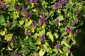 Attēlu rezultāti vaicājumam “Melampyrum nemorosum leaf”