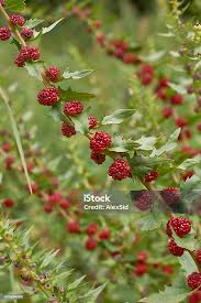 Attēlu rezultāti vaicājumam “Atriplex patula”