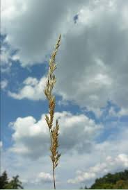 Attēlu rezultāti vaicājumam “Corynephorus canescens flower”