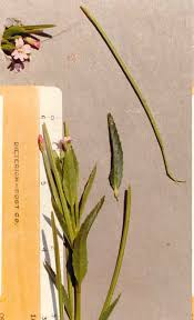 Attēlu rezultāti vaicājumam “Epilobium roseum leaf”