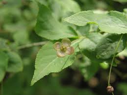 Attēlu rezultāti vaicājumam “Euonymus verrucosus leaf”