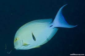 Image result for Acanthurus xanthopterus