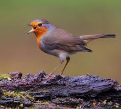 Attēlu rezultāti vaicājumam “Erithacus rubecula adult”