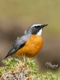 Image result for Irania gutturalis