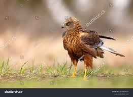 Attēlu rezultāti vaicājumam “Circus aeruginosus”