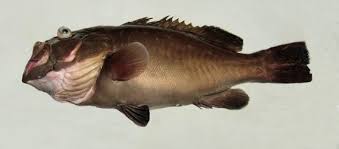 Image result for Hyporthodus niveatus