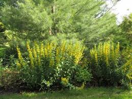 Attēlu rezultāti vaicājumam “Lysimachia punctata flower”