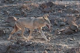 Image result for canis lupus arabs