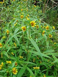 Attēlu rezultāti vaicājumam “Bidens cernua flower”