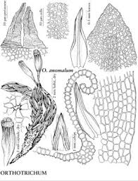 Attēlu rezultāti vaicājumam “Orthotrichum anomalum sporophyte”