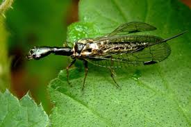 Attēlu rezultāti vaicājumam “Hippodamia notata”