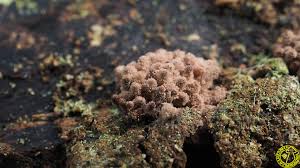 Attēlu rezultāti vaicājumam “Arcyria stipata spores”