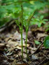 Attēlu rezultāti vaicājumam “Botrychium matricariifolium”