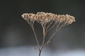 Attēlu rezultāti vaicājumam “Achillea millefolium bud”