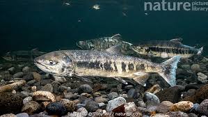 Image result for Oncorhynchus keta