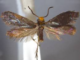 Attēlu rezultāti vaicājumam “Micropterigidae”