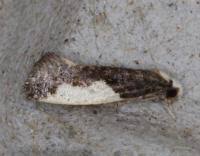 Attēlu rezultāti vaicājumam “Monopis monachella”