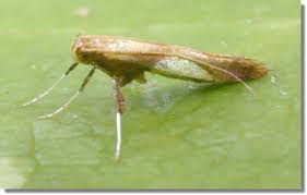 Attēlu rezultāti vaicājumam “Caloptilia alchimiella”