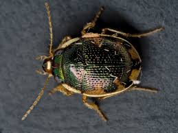 Attēlu rezultāti vaicājumam “Omophron limbatum”