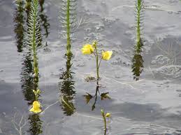 Attēlu rezultāti vaicājumam “Utricularia intermedia bud”
