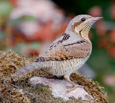 Attēlu rezultāti vaicājumam “Jynx torquilla”