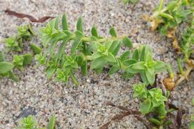 Attēlu rezultāti vaicājumam “Honckenya peploides fruit”