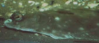 Image result for Pleuronectes platessa