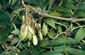 Attēlu rezultāti vaicājumam “Fraxinus excelsior”