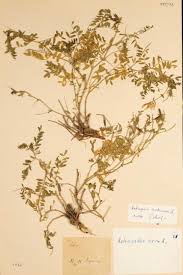 Attēlu rezultāti vaicājumam “Astragalus arenarius”