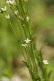 Attēlu rezultāti vaicājumam “Arabis hirsuta flower”
