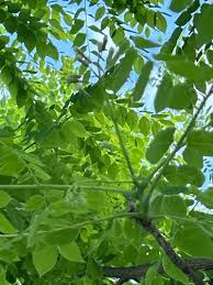 Attēlu rezultāti vaicājumam “Gymnocladus dioicus”